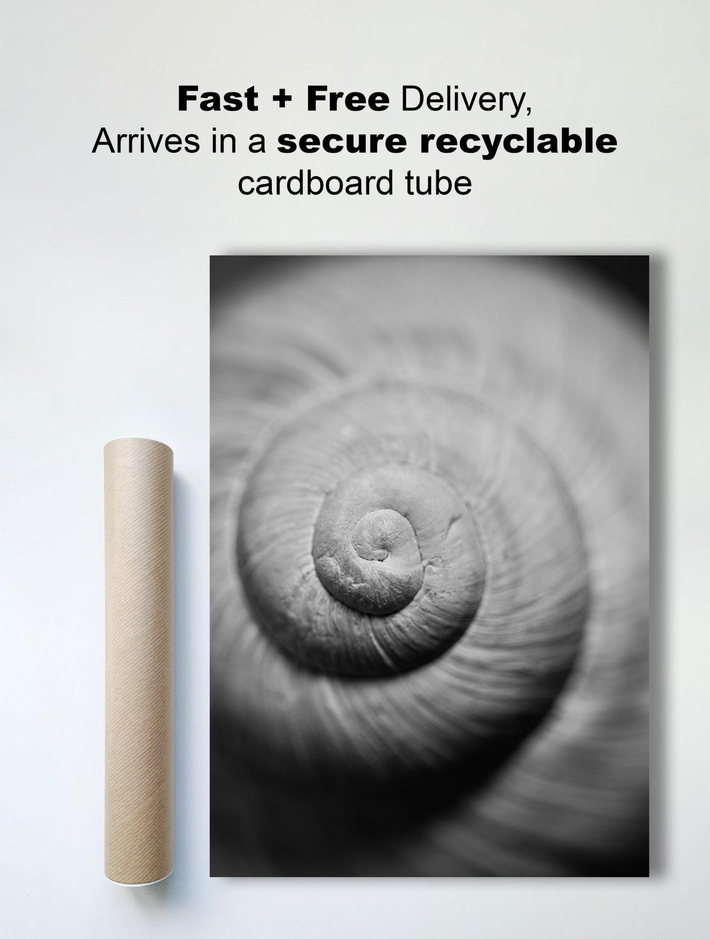 Black & White Photography Print - Natural Spiral Snail Shell - Delivery View