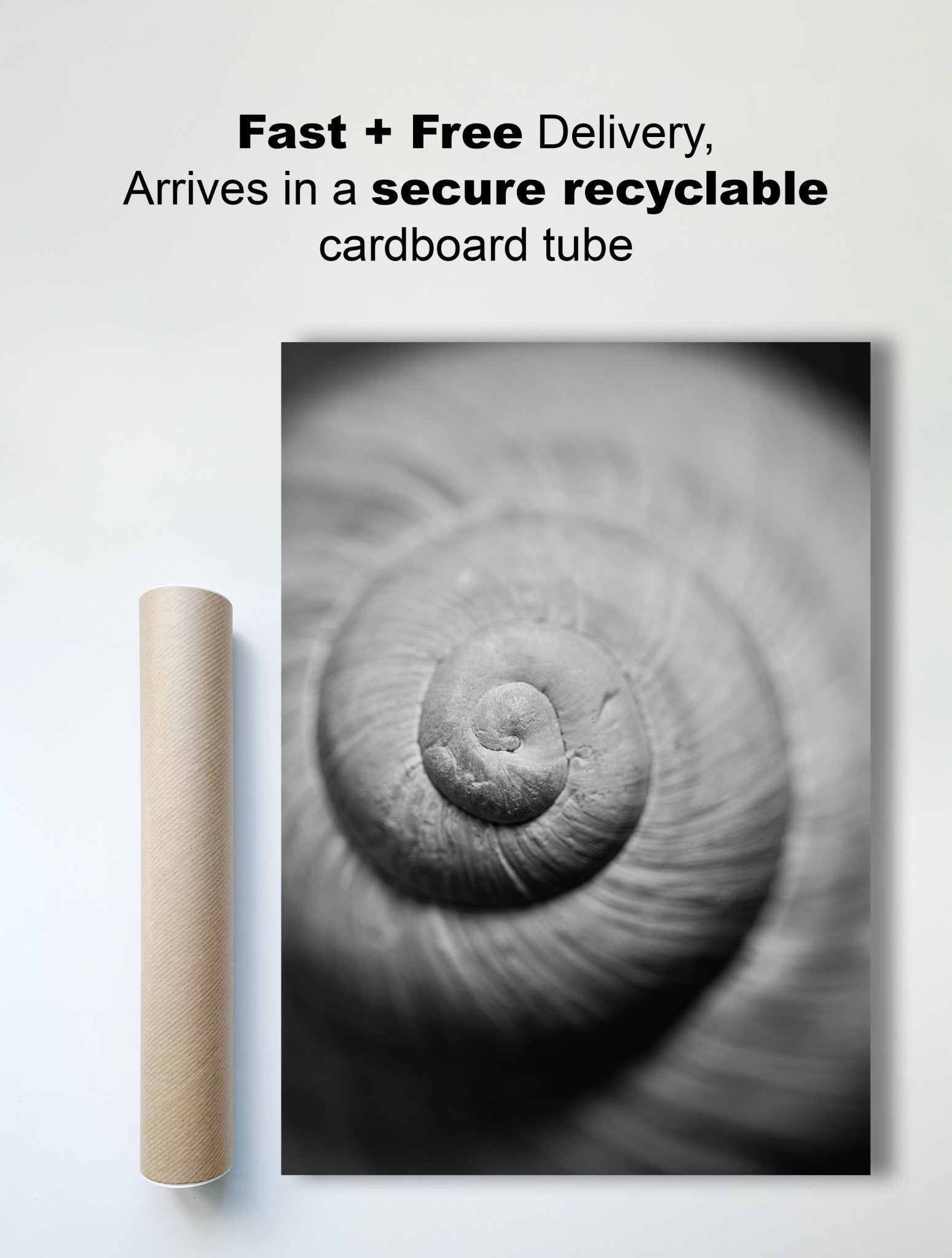 Black & White Photography Print - Natural Spiral Snail Shell - Delivery View