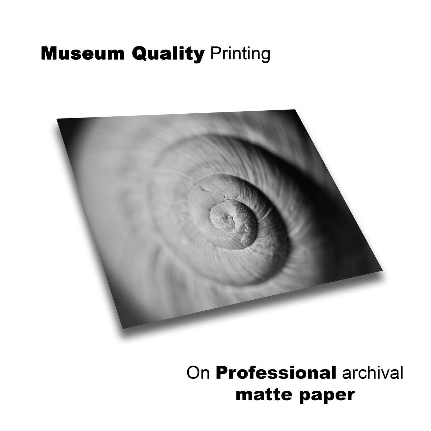 Black & White Photography Print - Natural Spiral Snail Shell - Lay Flat View