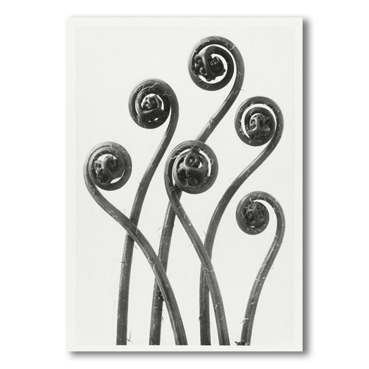 Black and white print botanical karl blossfeldt front view