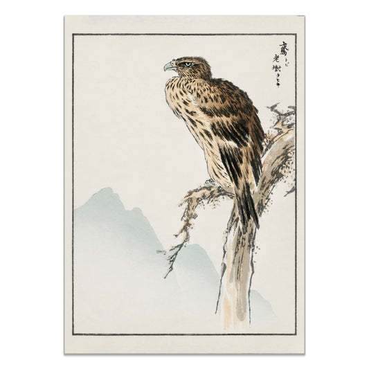 Black-eared Kite illustration. Pictorial Monograph of Birds (1885) by Numata Kashu (1838-1901)