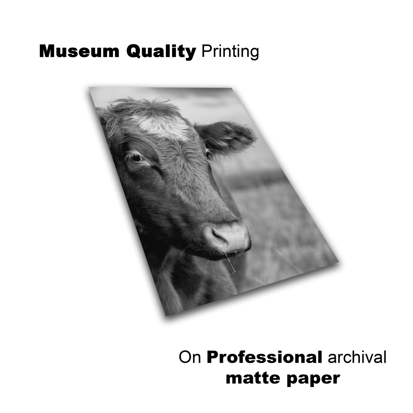 Black and White Cow Portrait Wall Art Print