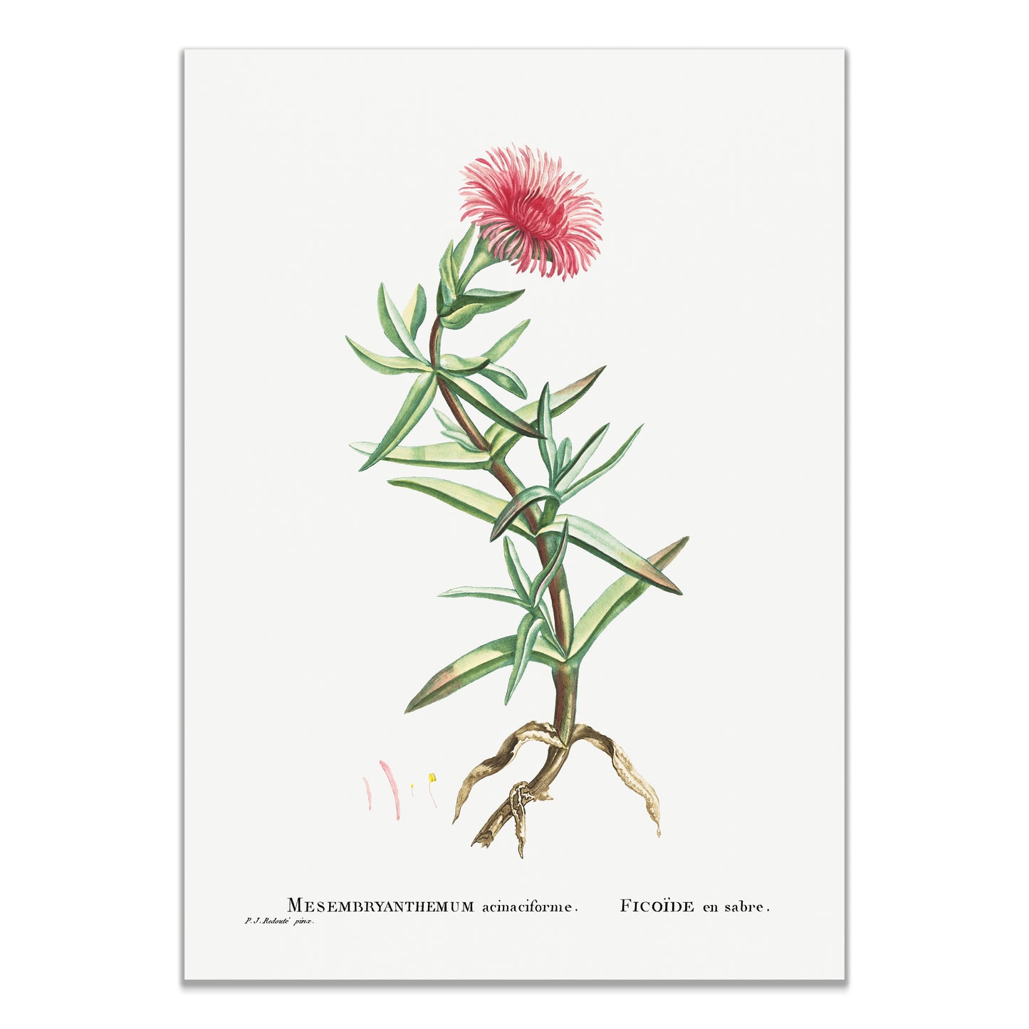 Mesembryanthemum Acinaciforme (Elands Sourfig) from Histoire des Plantes Grasses (1799) by Pierre-Joseph Redouté