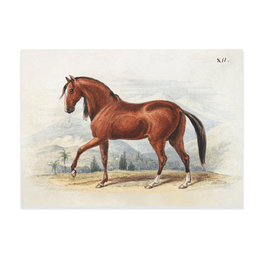 Peruvian Paso (1837), Vintage Horse Illustration by Charles Hamilton Smith