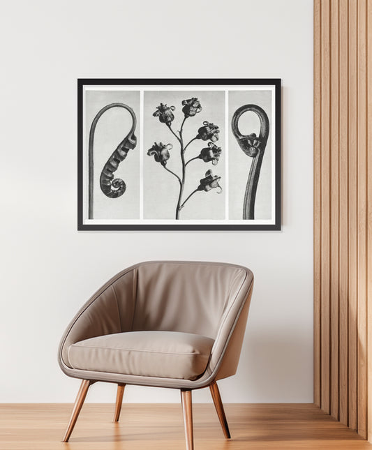 Botanical Forms – Black and White Triptych Wall Art Print