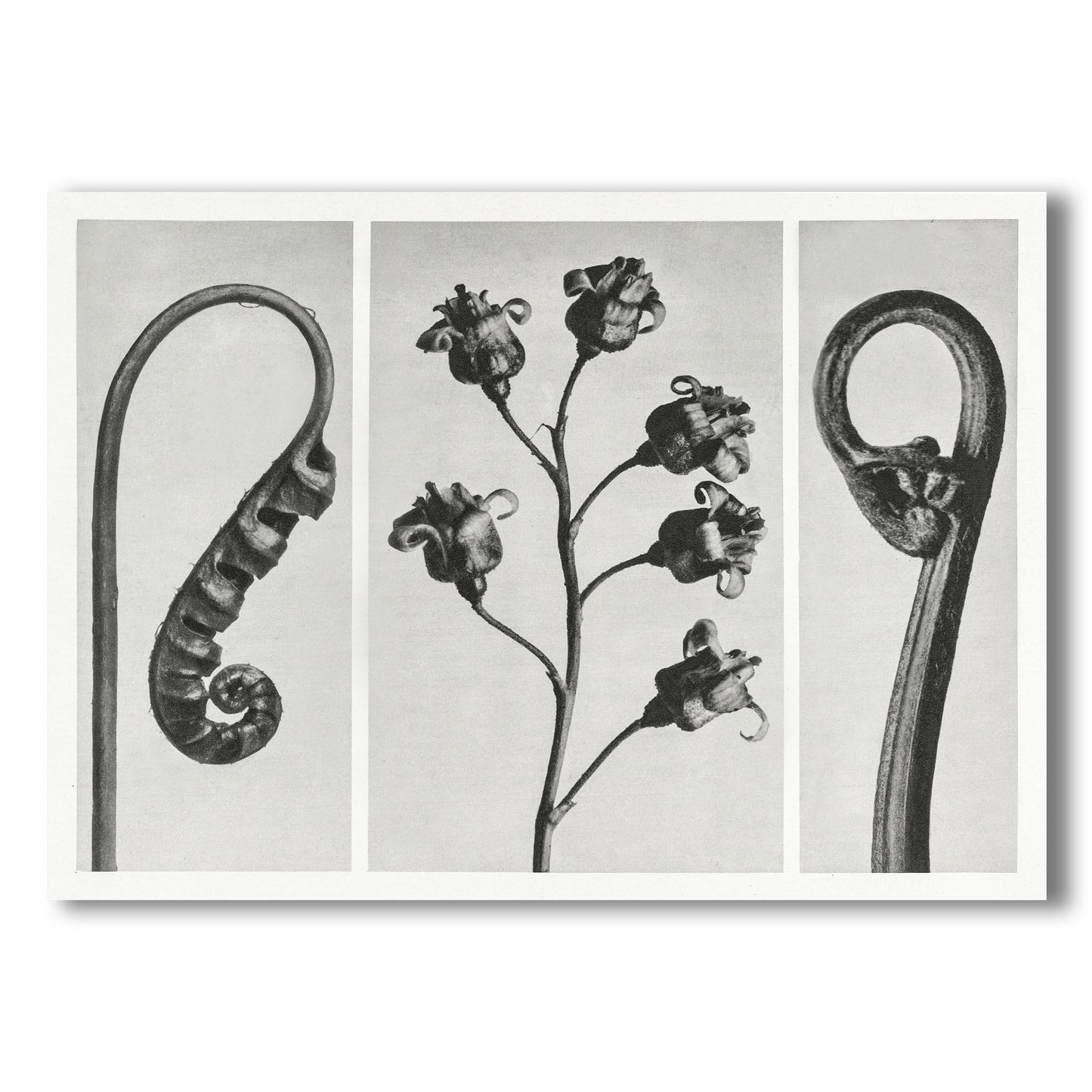Botanical Forms – Black and White Triptych Wall Art Print