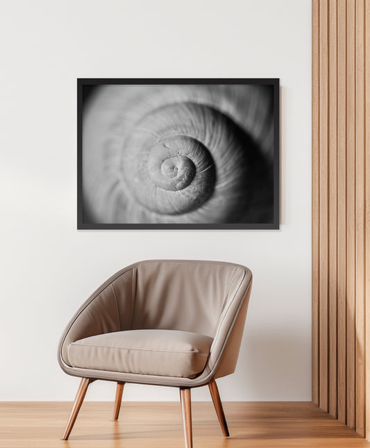 Natural Spiral – Black and White Snail Shell Wall Art Print