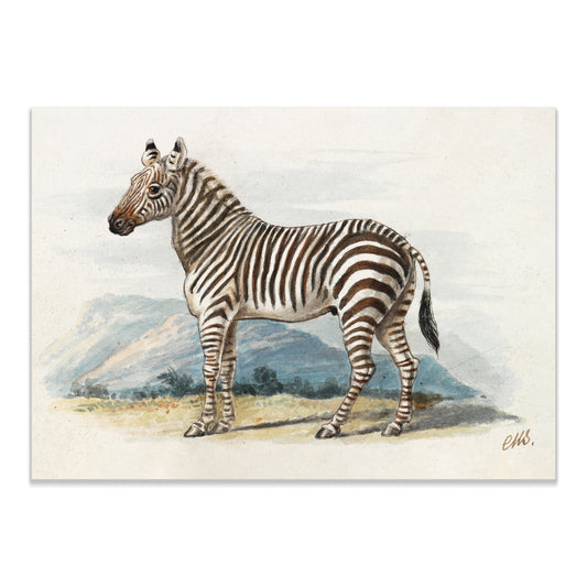 The Zebra (1837), vintage animal illustration by Charles Hamilton Smith