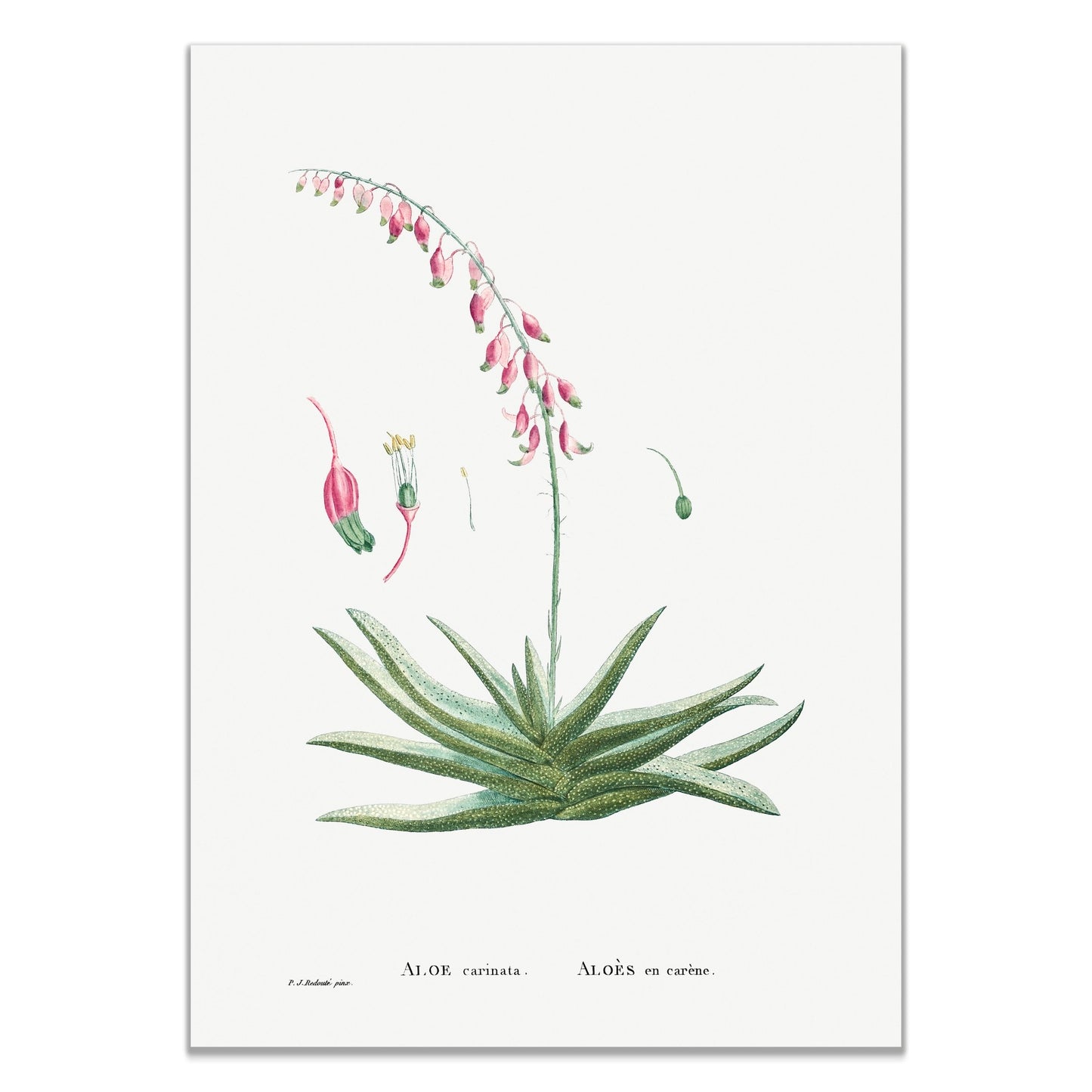 Aloe Carinata (Gasteria Carinata) from Histoire des Plantes Grasses (1799) by Pierre - Joseph Redouté - The Print Vault