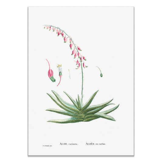 Aloe Carinata (Gasteria Carinata) from Histoire des Plantes Grasses (1799) by Pierre - Joseph Redouté - The Print Vault
