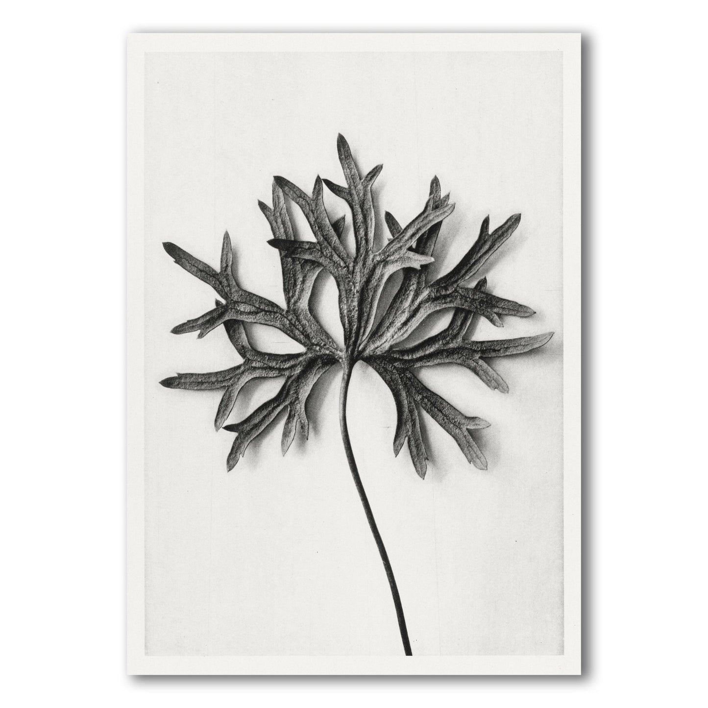 black and white aconitum anthora by karl blossfeldt front view