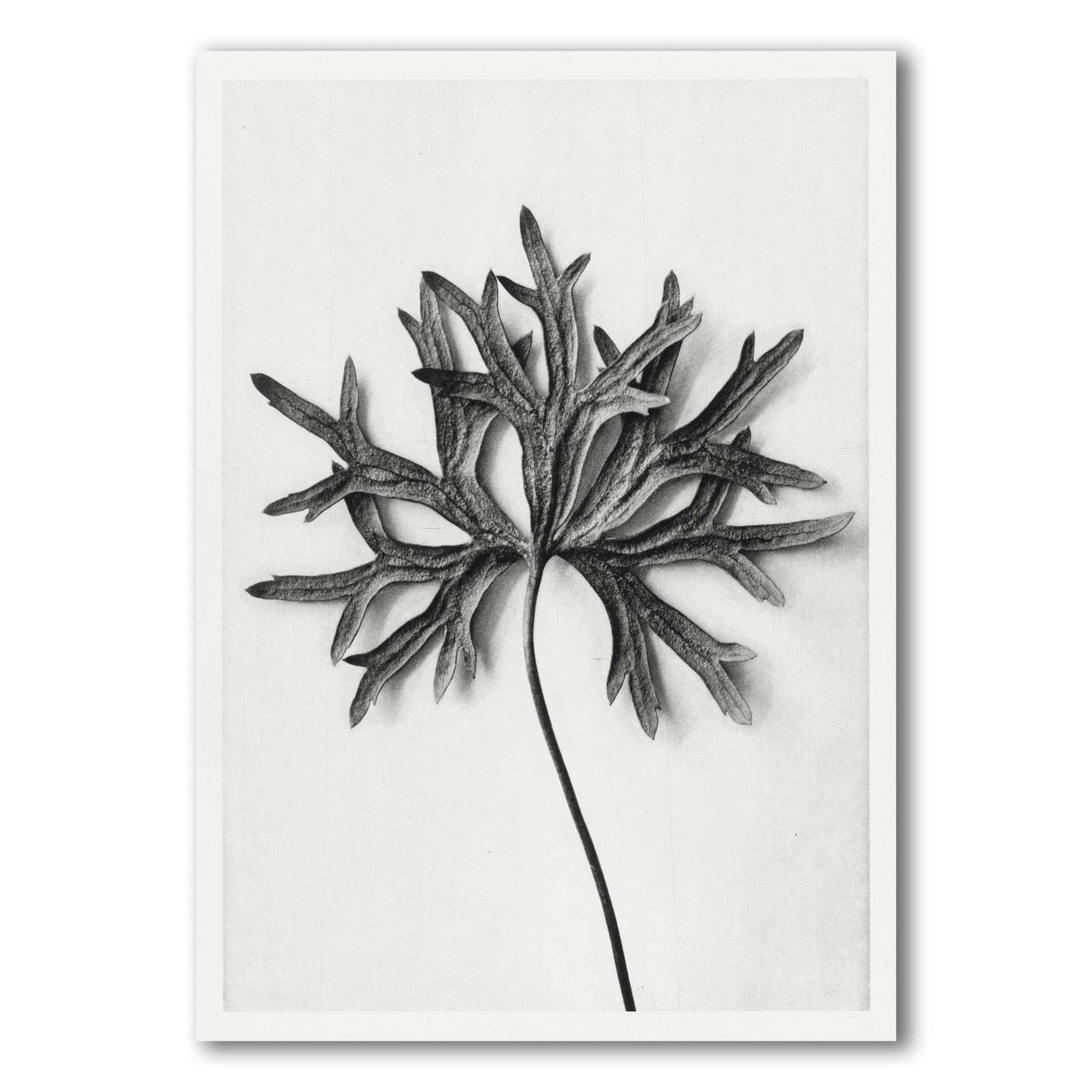 black and white aconitum anthora by karl blossfeldt front view