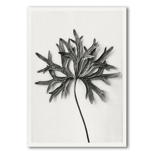 black and white aconitum anthora by karl blossfeldt front view