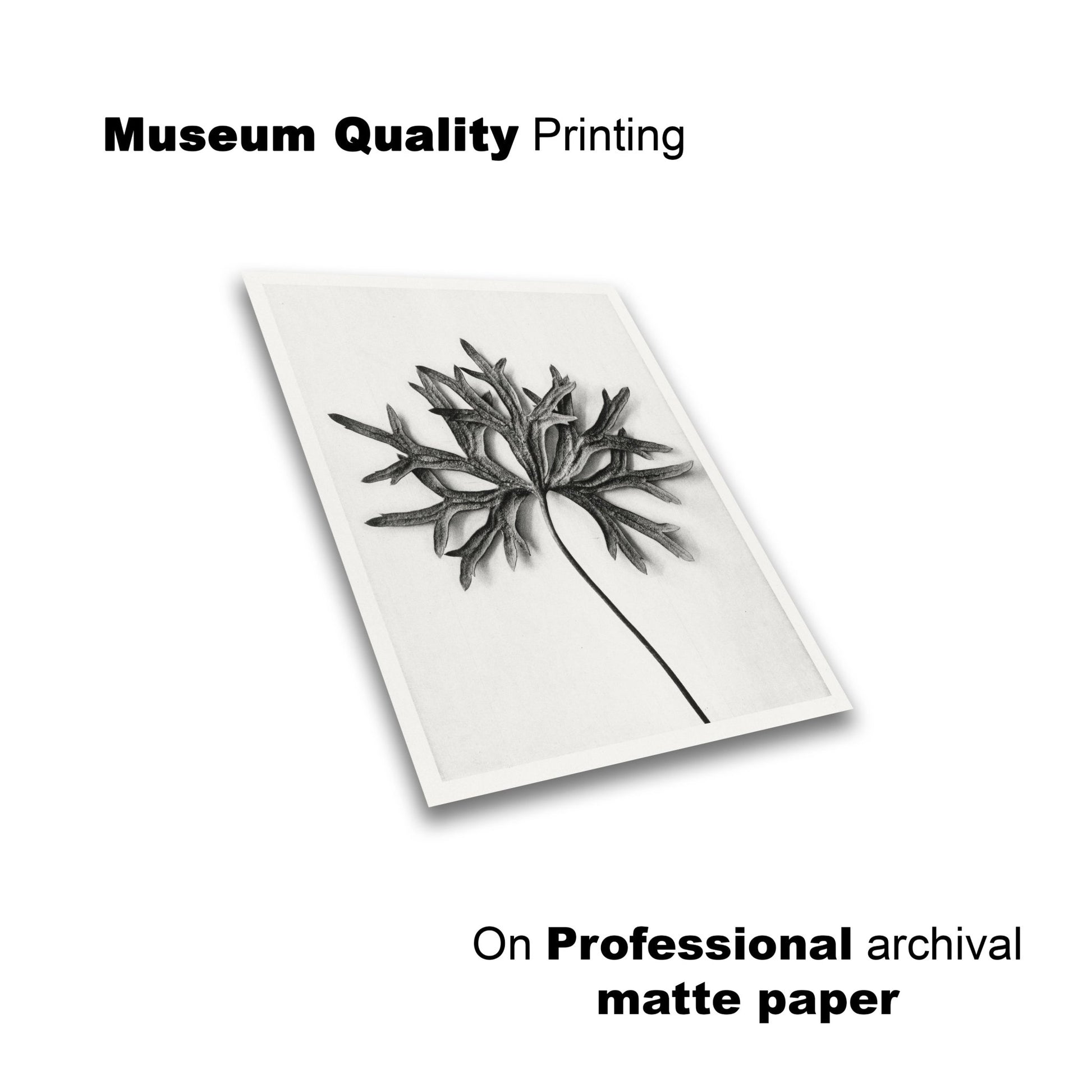 black-and-white-aconitum-anthora-by-karl-blossfeldt-lay-flat-view