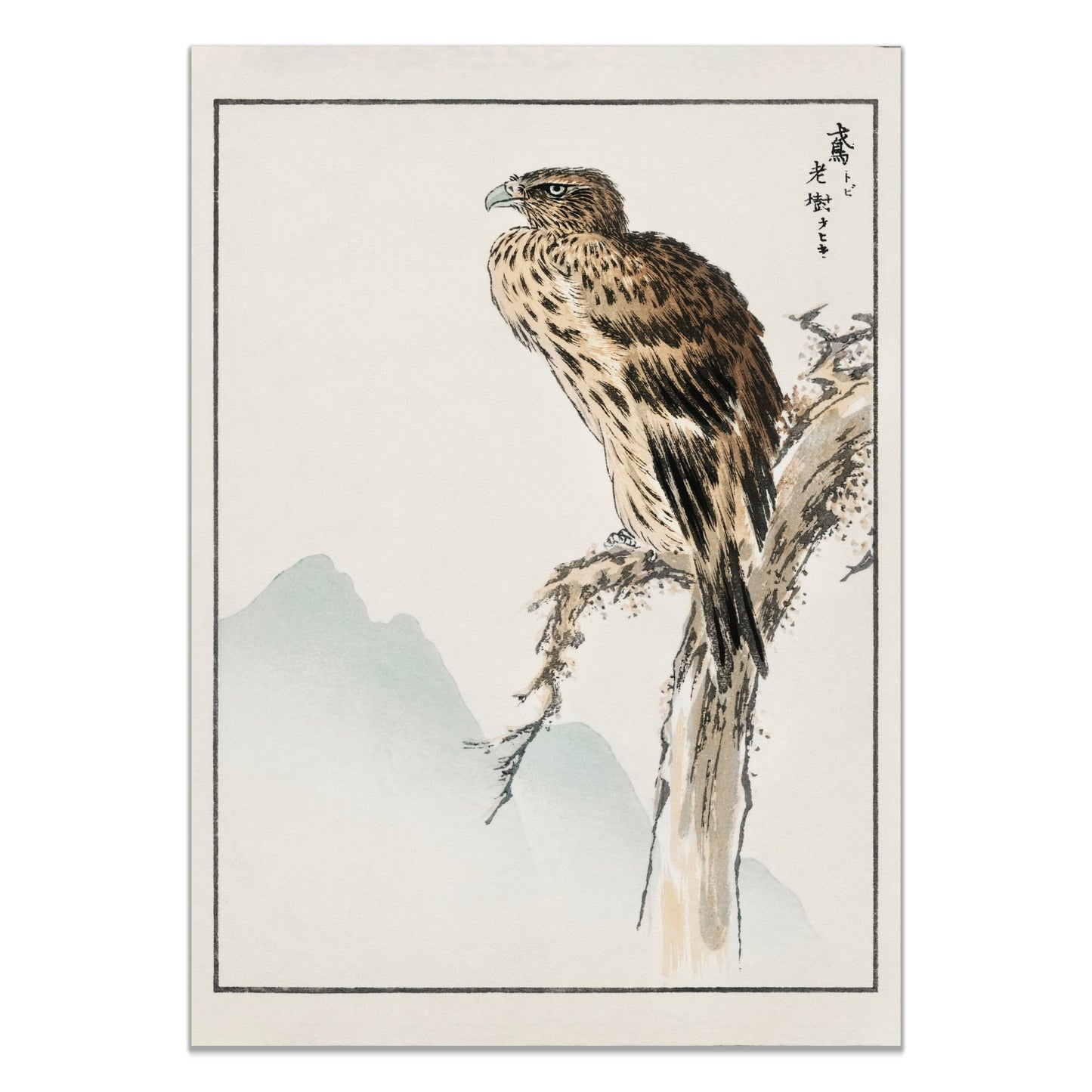 Black - eared Kite illustration. Pictorial Monograph of Birds (1885) by Numata Kashu (1838 - 1901) - The Print Vault