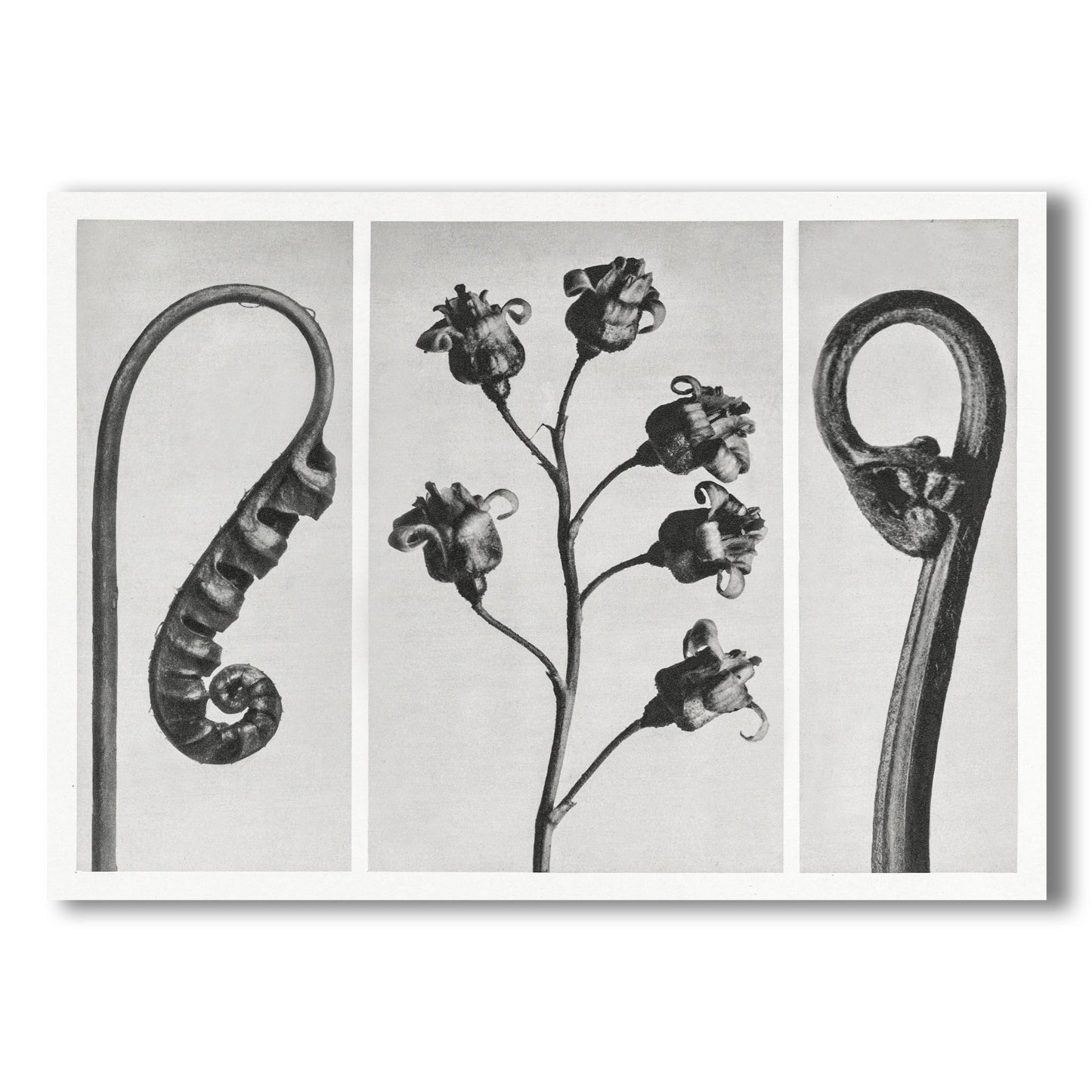 Black and White Print - Botanical Forms – Front View