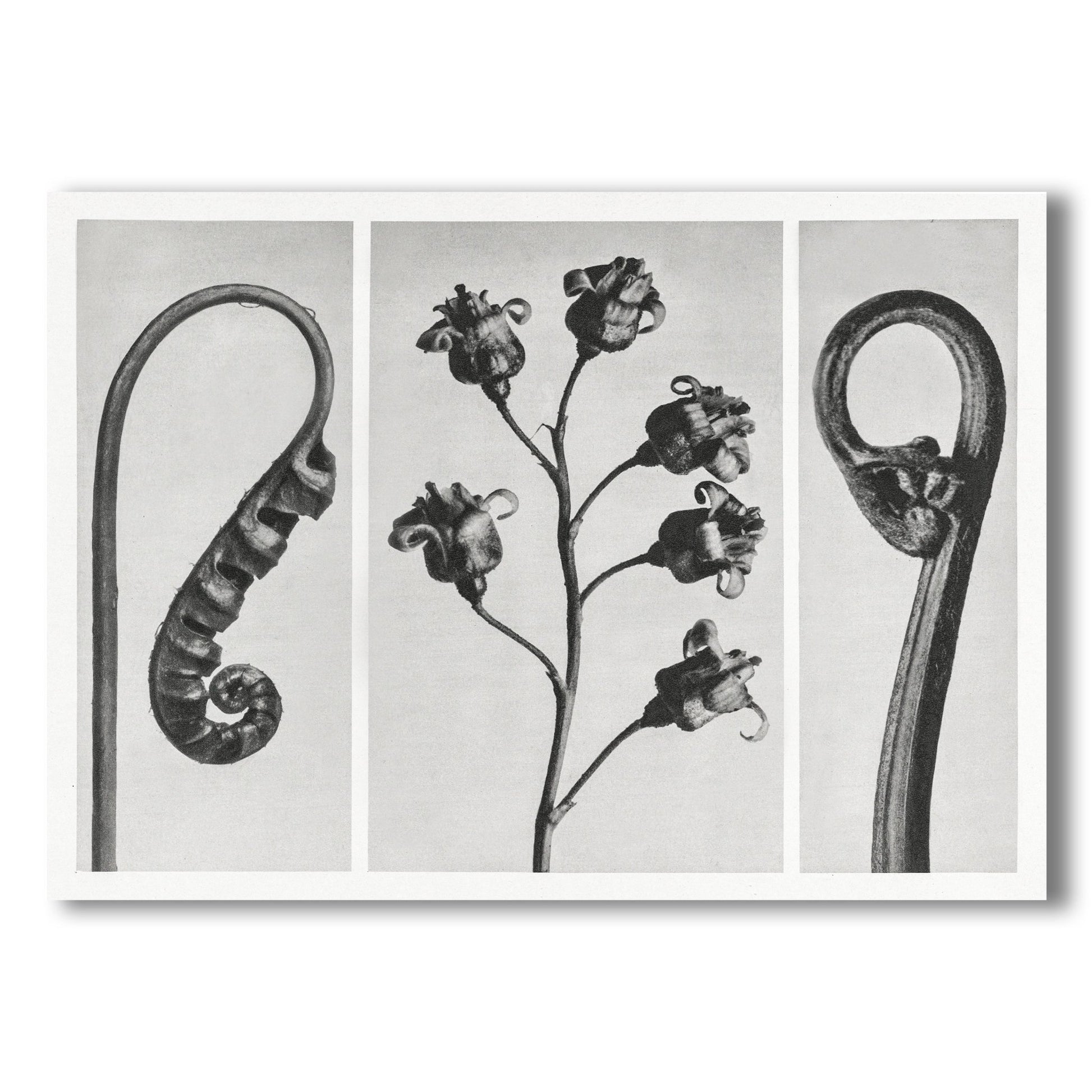 Black and White Print - Botanical Forms – Front View