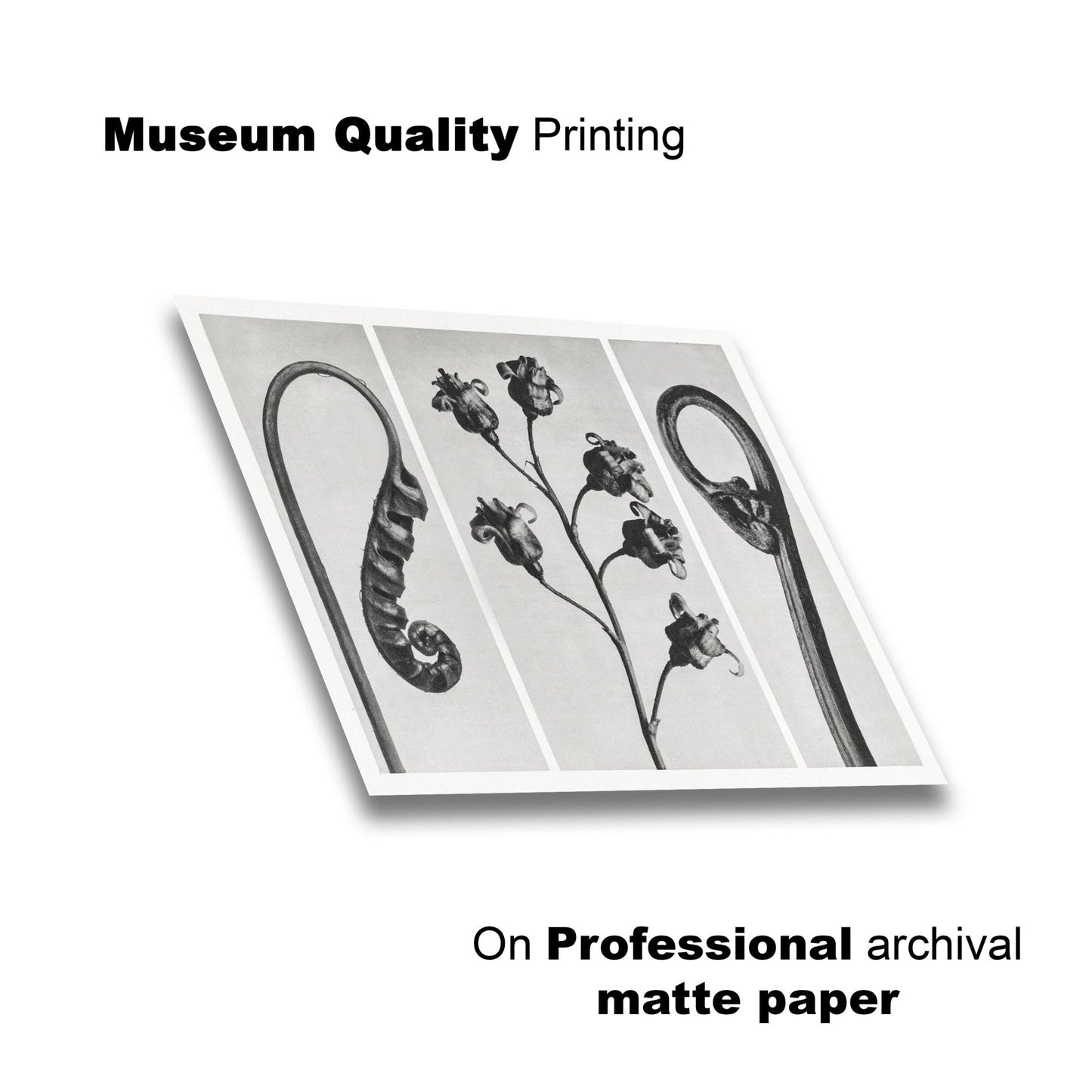 Black and White Prints - Botanical Forms – Lay Flat View