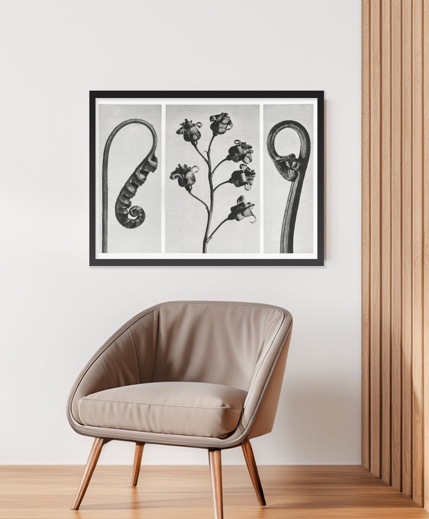 Black and White Prints - Botanical Forms – Room View