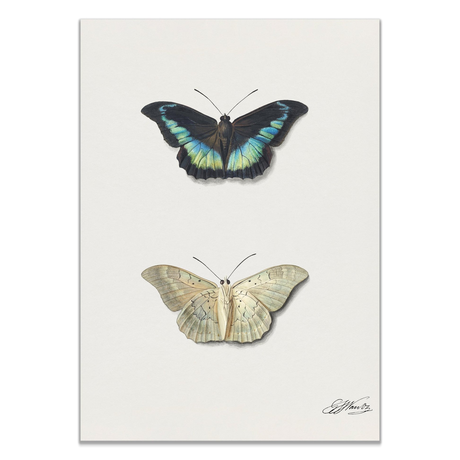 Butterflies, Boven - en onderaanzicht van een vlinder by Georgius Jacobus Johannes van Os (1782–1861) - The Print Vault