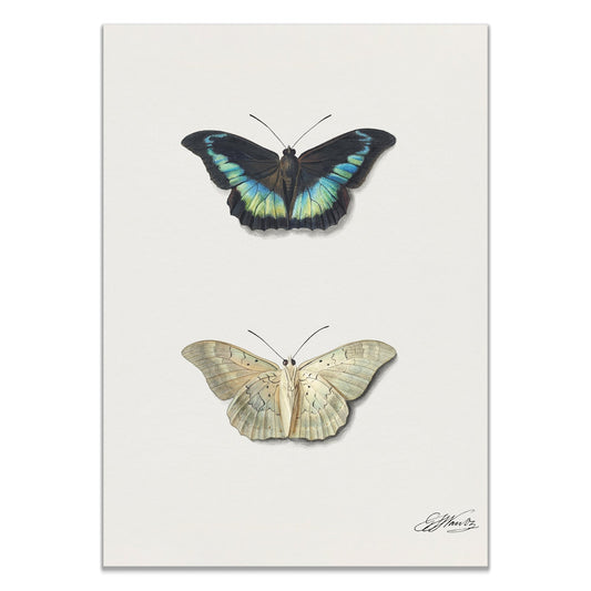 Butterflies, Boven - en onderaanzicht van een vlinder by Georgius Jacobus Johannes van Os (1782–1861) - The Print Vault