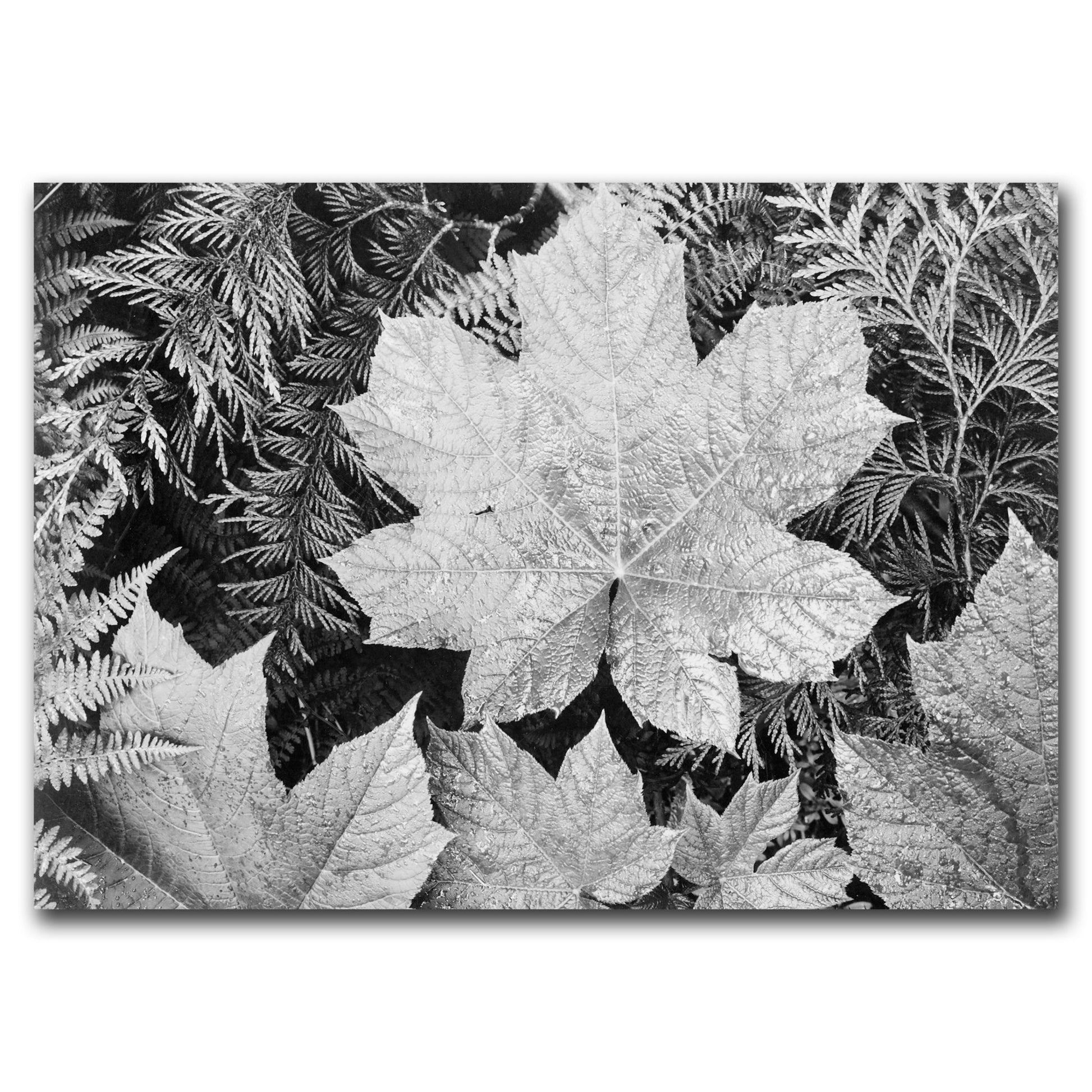 Ansel Adams Prints - Close - Up of Leaves, Glacier National Park – Front View