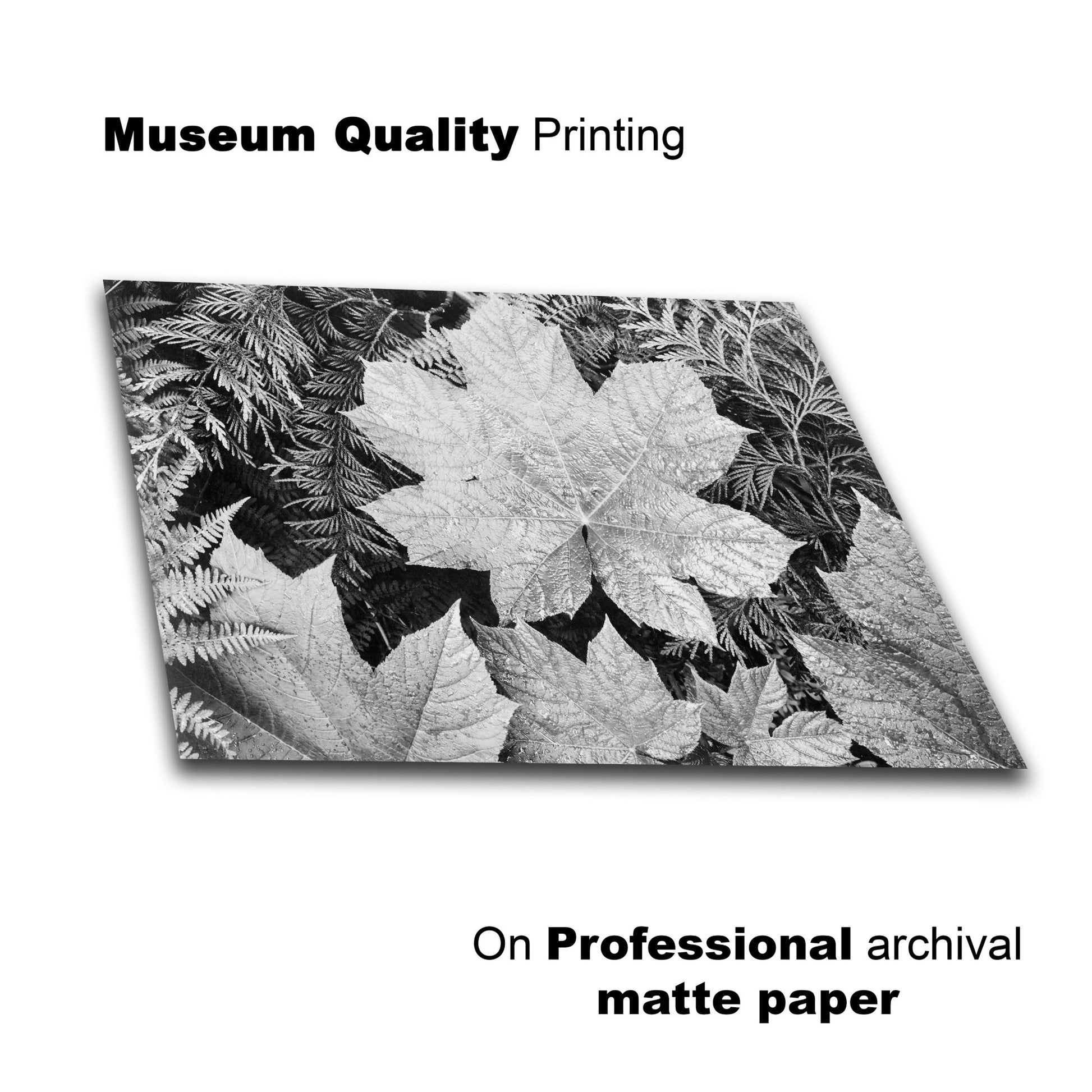 Ansel Adams Prints - Close - Up of Leaves, Glacier National Park – Lay Flat View