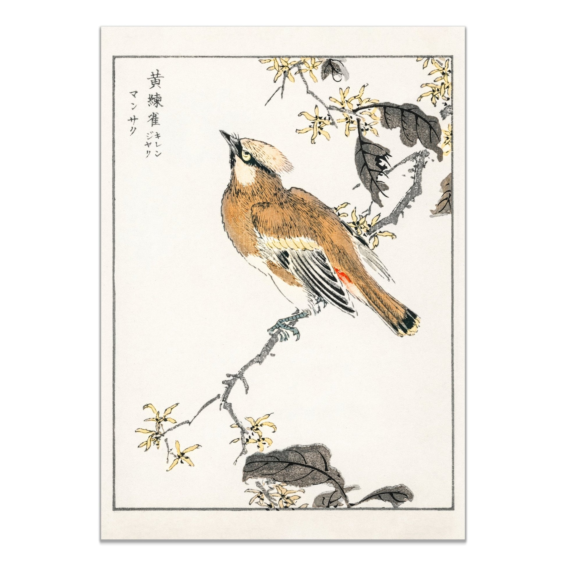 Eastern Waxwing illustration. Pictorial Monograph of Birds (1885) by Numata Kashu (1838 - 1901) - The Print Vault
