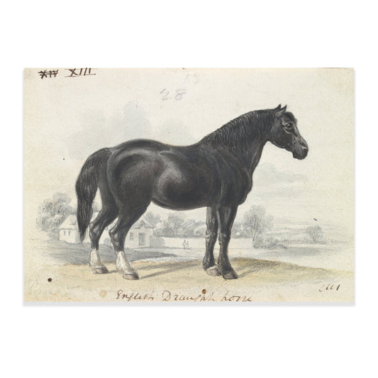 English Draught Horse by Charles Hamilton Smith - The Print Vault