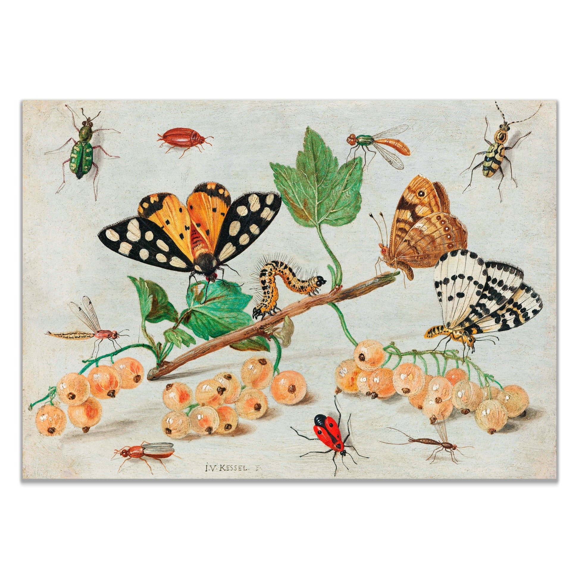 Insects and Fruits (1660–1665) by Jan van Kessel - The Print Vault