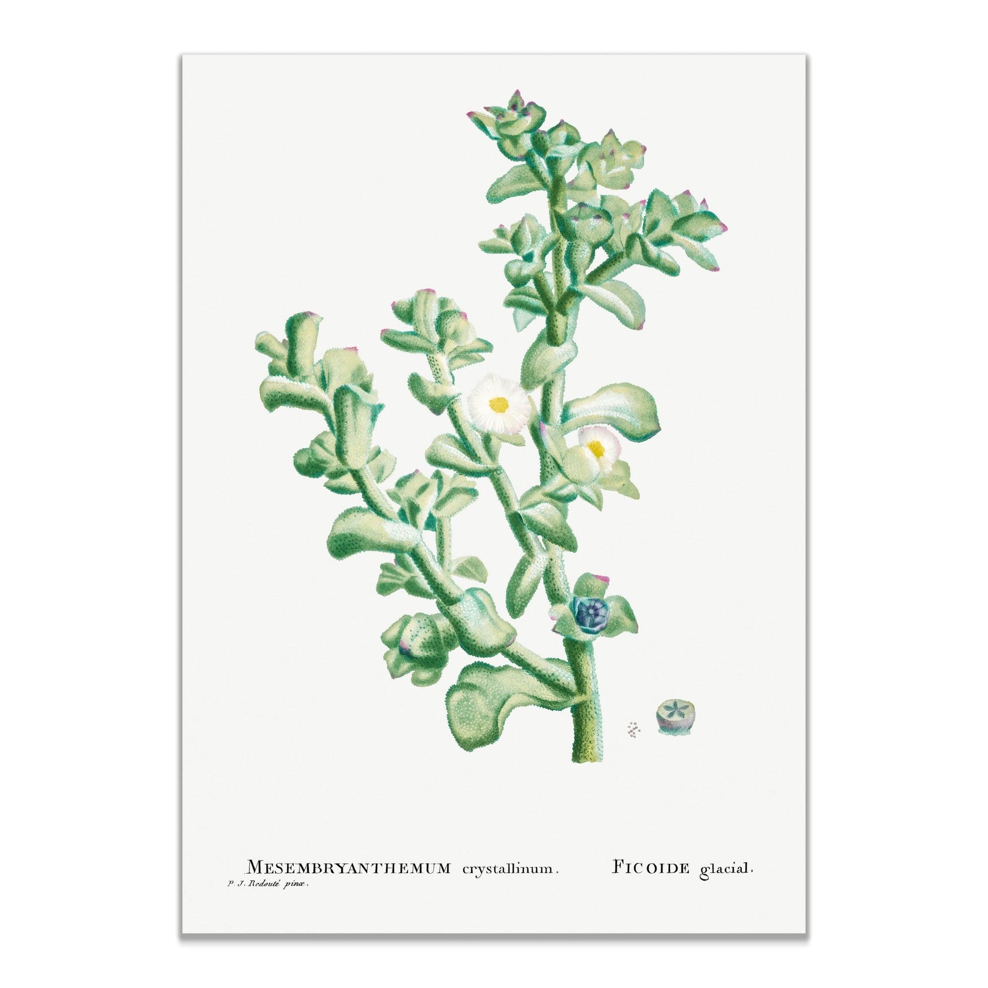 Mesembryanthemum Crystallinum (Common Iceplant) from Histoire des Plantes Grasses (1799) by Pierre - Joseph Redouté - The Print Vault