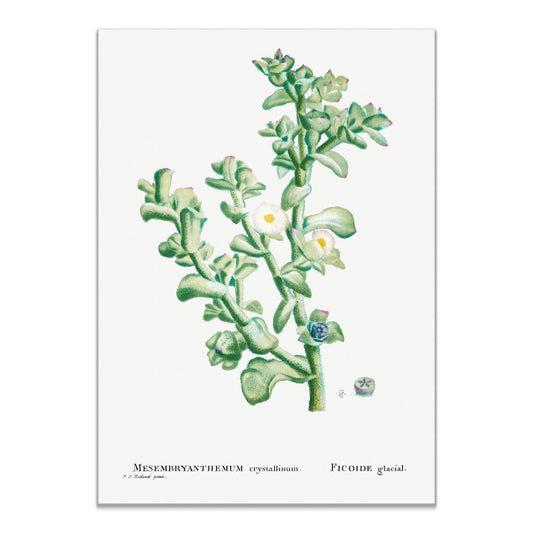 Mesembryanthemum Crystallinum (Common Iceplant) from Histoire des Plantes Grasses (1799) by Pierre - Joseph Redouté - The Print Vault