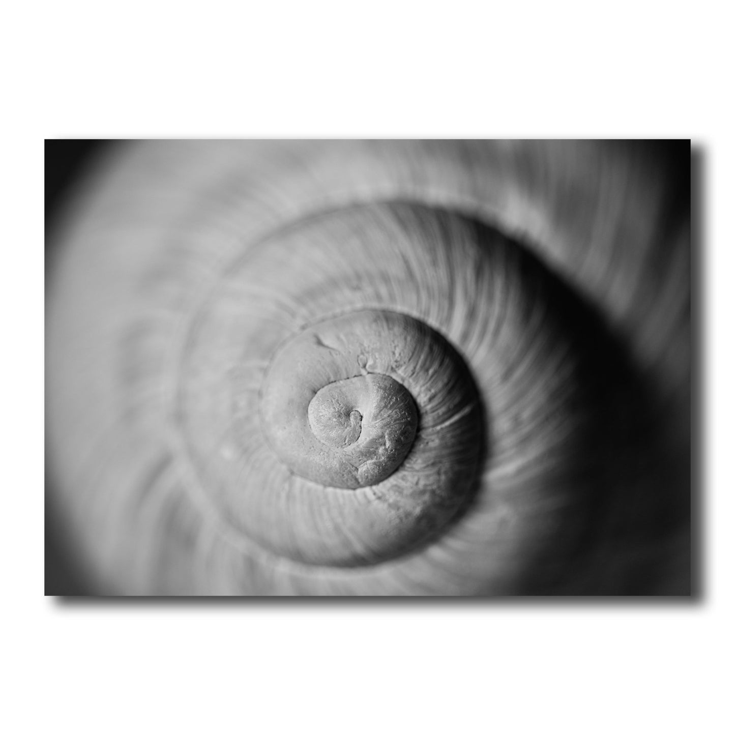 Black & White Photography Print - Natural Spiral Snail Shell - Front View