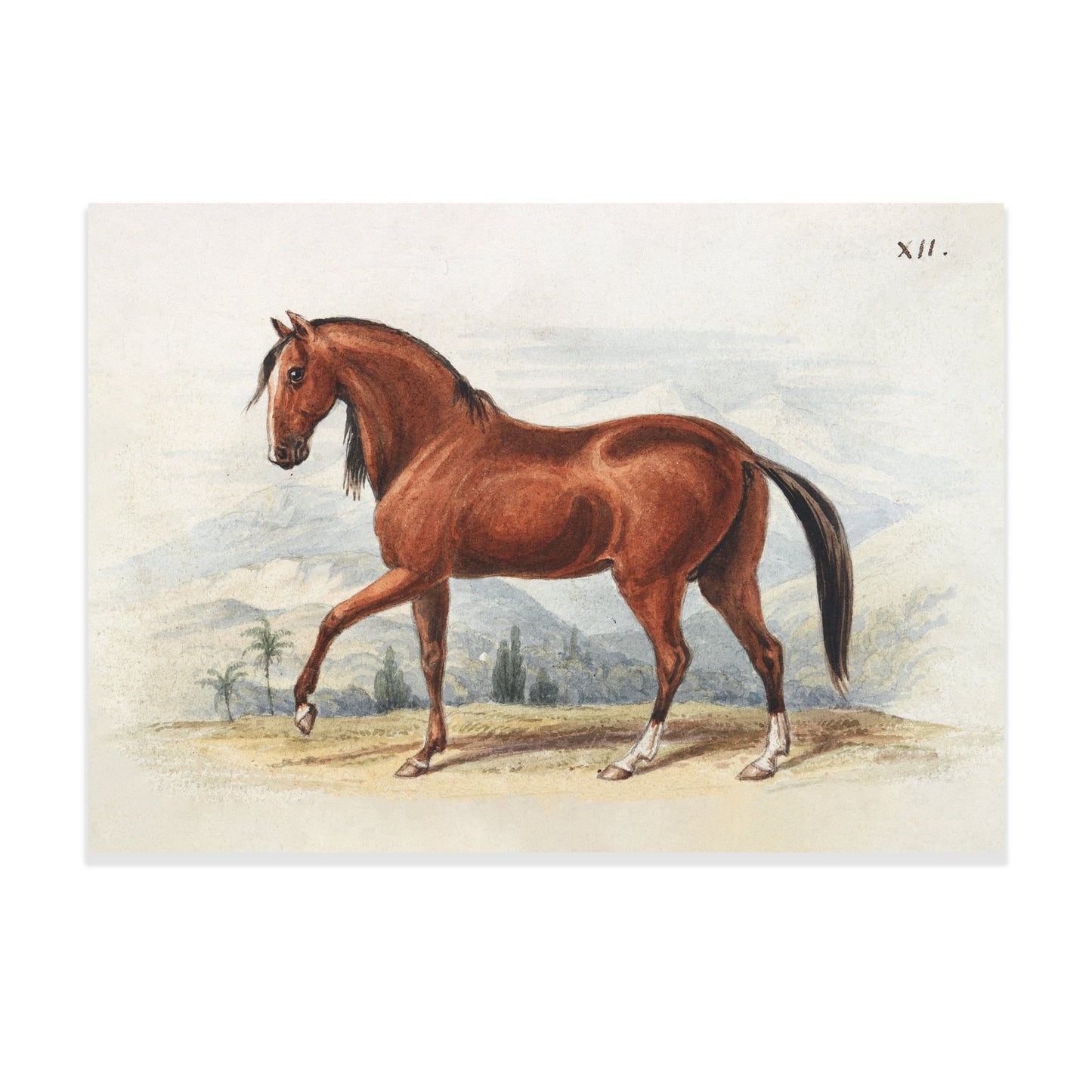 Peruvian Paso (1837), Vintage Horse Illustration by Charles Hamilton Smith - The Print Vault