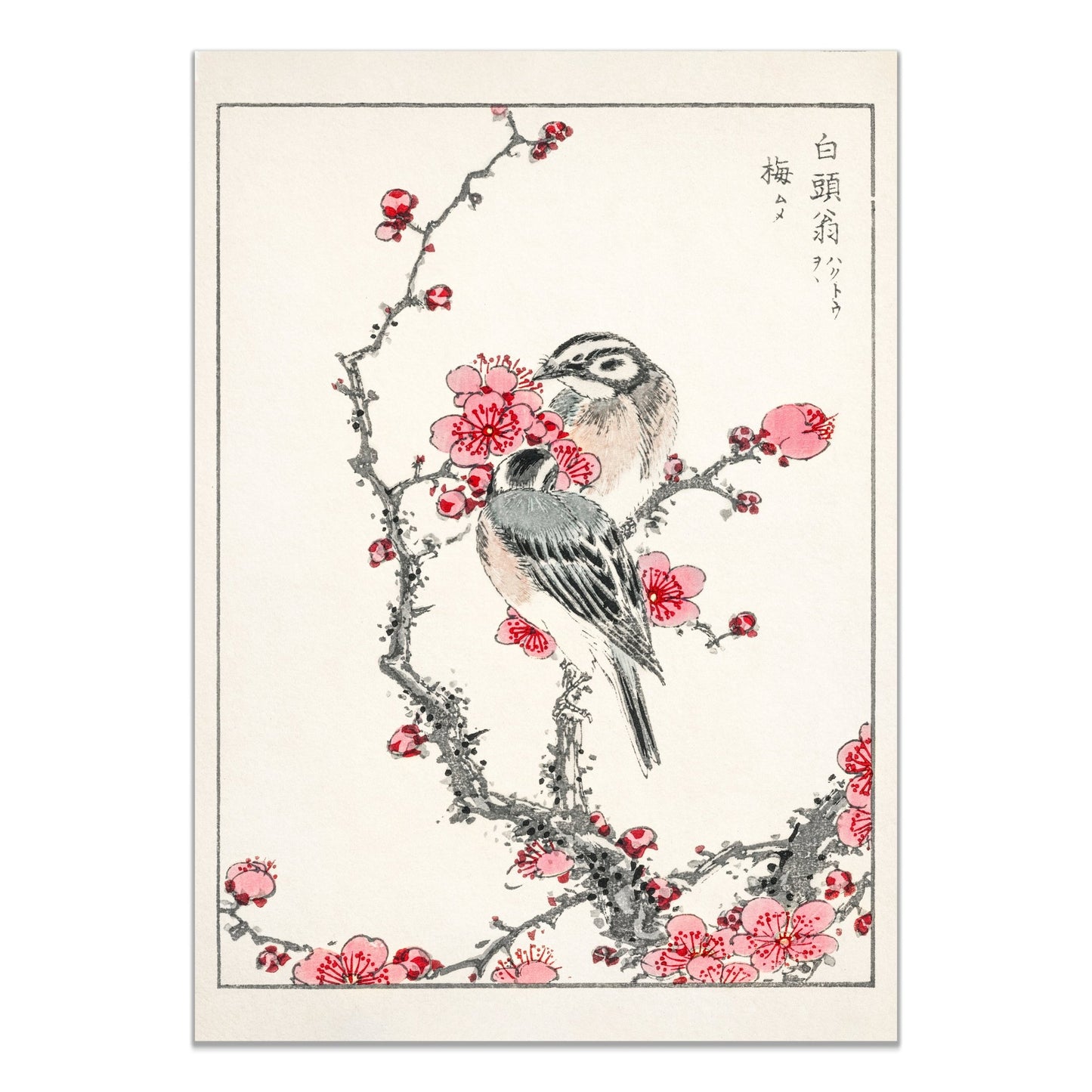 Pine Bunting and Plum Tree illustration. Pictorial Monograph of Birds (1885) by Numata Kashu (1838 - 1901) - The Print Vault