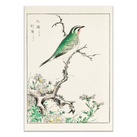 Ruby Throat and Wild Camomile illustration. Pictorial Monograph of Birds (1885) by Numata Kashu (1838 - 1901) - The Print Vault