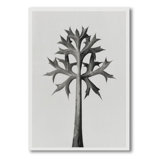 Black and White Prints - Sea Holly Form – Front View