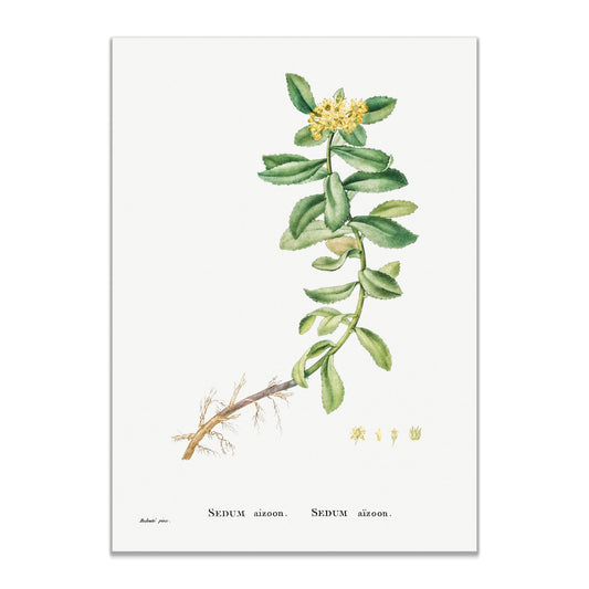 Sedum Aizoon (Aizoon Stonecrop) from Histoire des Plantes Grasses (1799) by Pierre - Joseph Redouté - The Print Vault
