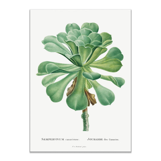 Sempervivum Canariense Image from Histoire des Plantes Grasses (1799) by Pierre - Joseph Redouté - The Print Vault