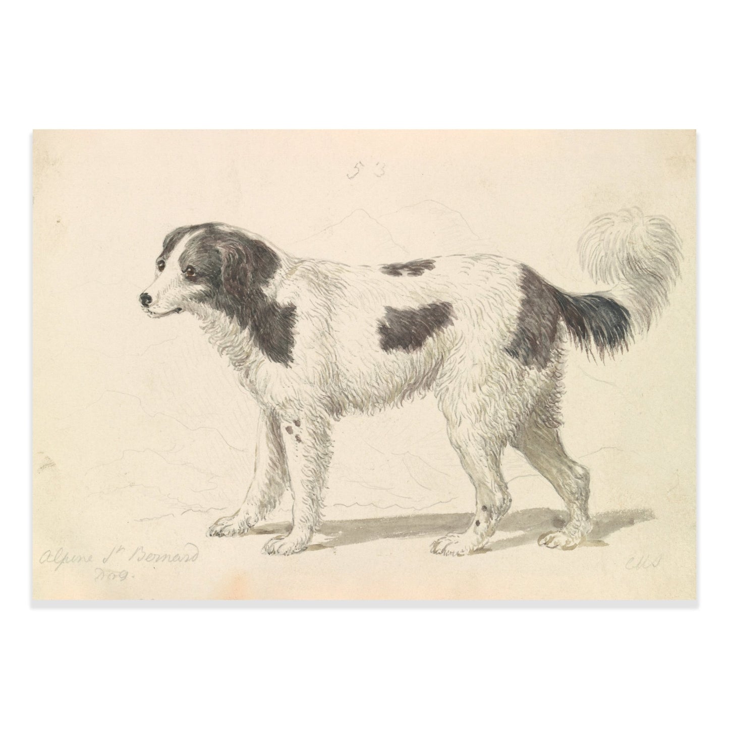 The Alpine, or Great St. Bernard Dog by Charles Hamilton Smith - The Print Vault