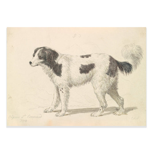 The Alpine, or Great St. Bernard Dog by Charles Hamilton Smith - The Print Vault