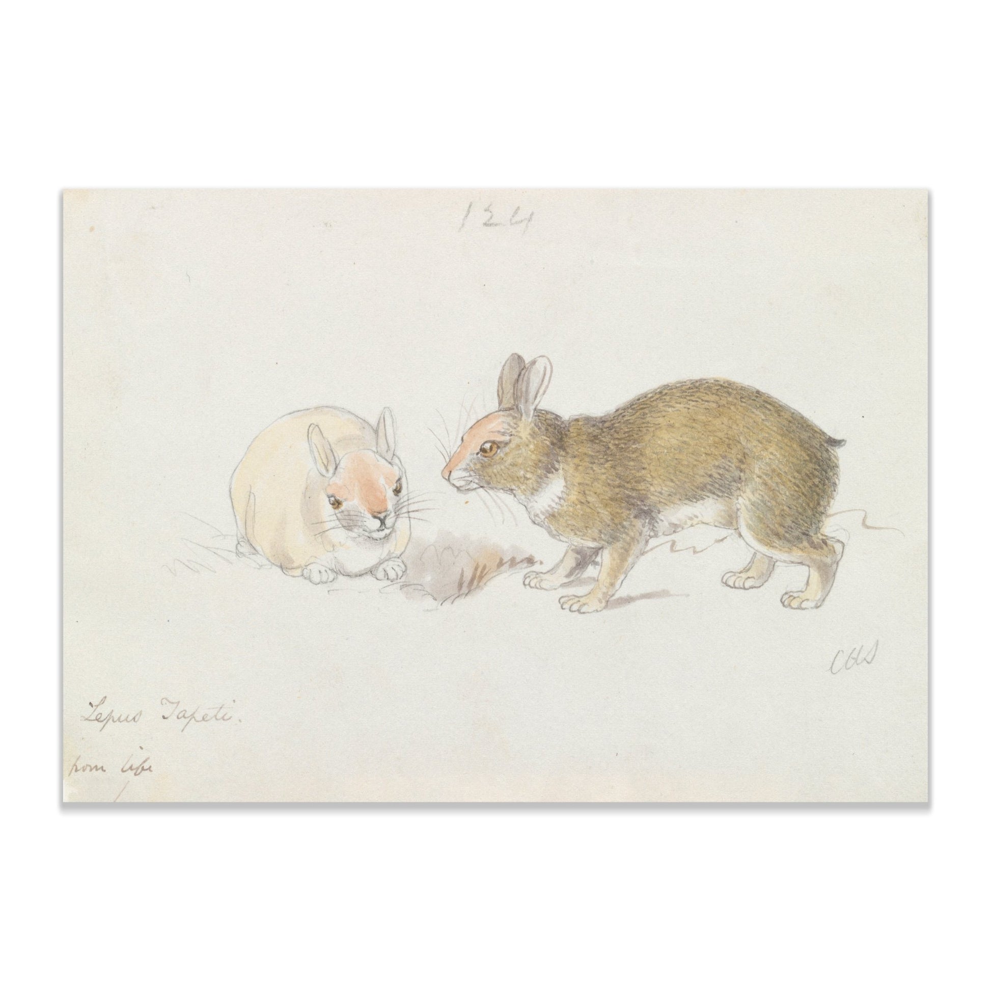 The Rabbit by Charles Hamilton Smith - The Print Vault