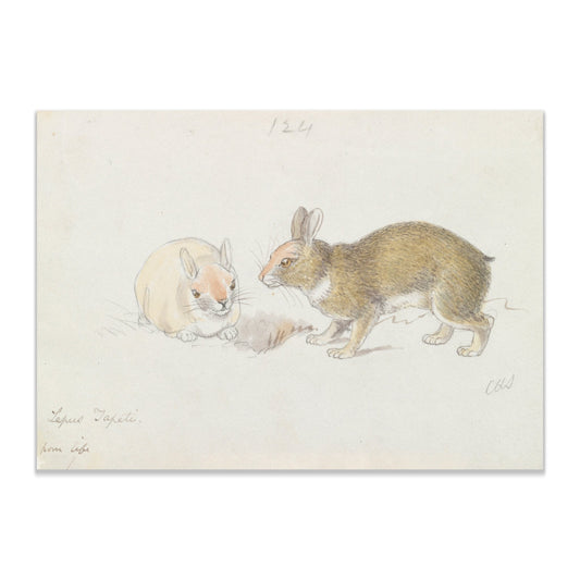 The Rabbit by Charles Hamilton Smith - The Print Vault