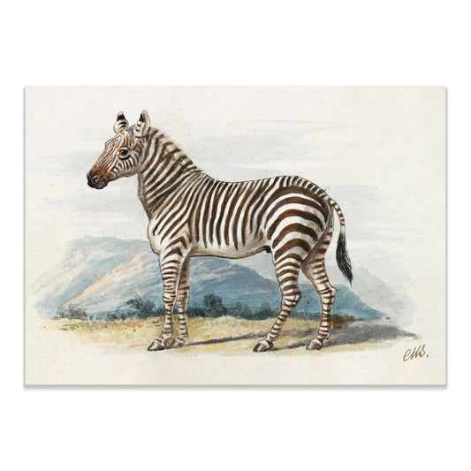 The Zebra (1837), vintage animal illustration by Charles Hamilton Smith - The Print Vault