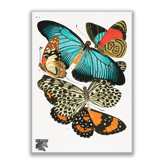 Vintage Butterflies (1925) Insect Illustration by E.A Seguy - The Print Vault