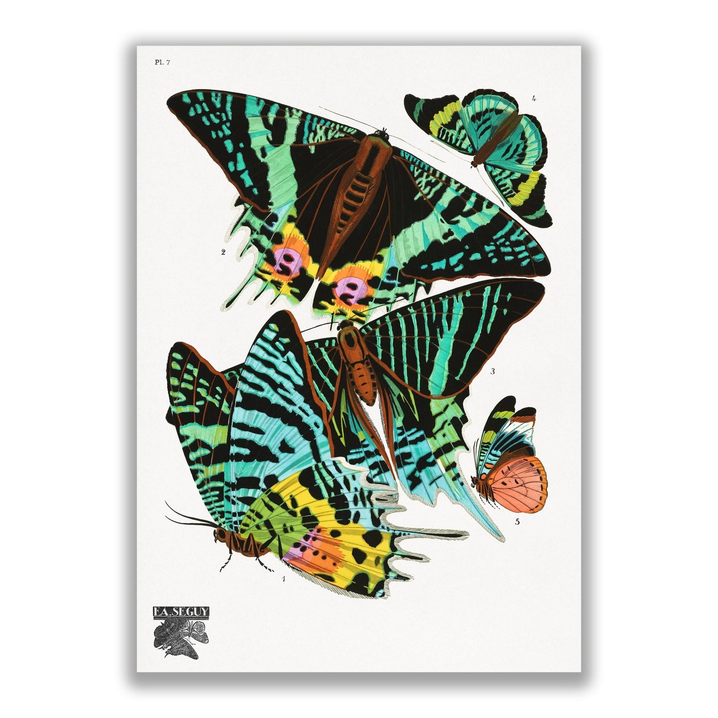 Vintage Butterflies (1925) Insect Illustration by E.A Seguy - The Print Vault