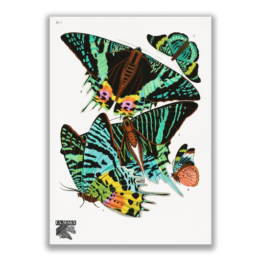 Vintage Butterflies (1925) Insect Illustration by E.A Seguy - The Print Vault